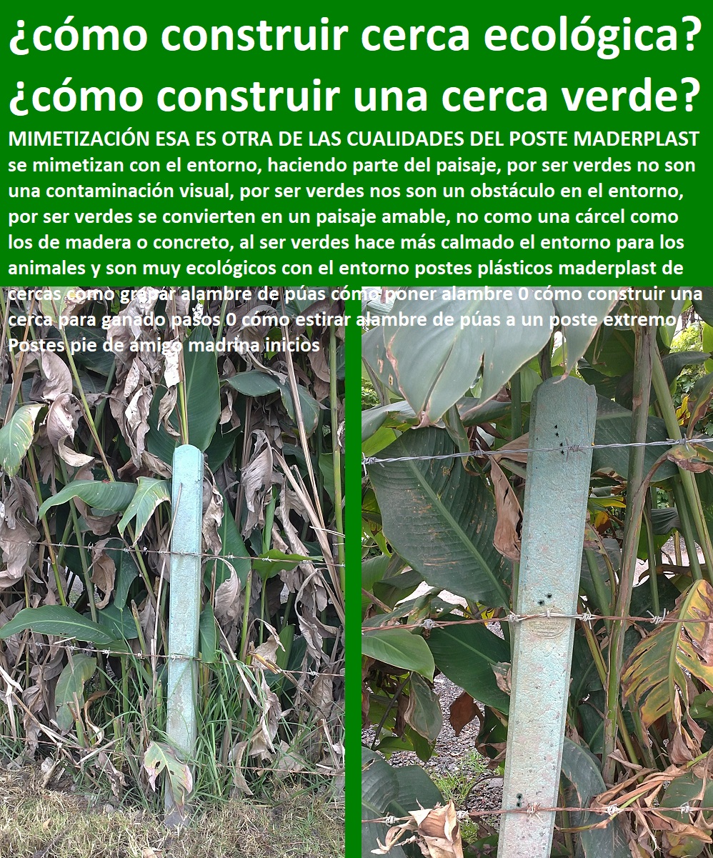 postes plásticos maderplast de cercas como grapar alambre de púas cómo poner alambre 0 cómo construir una cerca para ganado pasos 0 cómo estirar alambre de púas a un poste extremo Postes pie de amigo madrina inicios postes plásticos maderplast de cercas como grapar alambre de púas cómo poner alambre 0 cómo construir una cerca para ganado pasos 0 cómo estirar alambre de púas a un poste extremo Postes pie de amigo madrina inicios postes plásticos maderplast de cercas como grapar alambre de púas cómo poner alambre 0 cómo construir una cerca para ganado pasos 0 cómo estirar alambre de púas a un poste extremo Postes pie de amigo madrina inicios